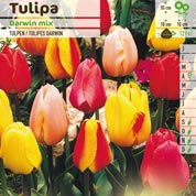 Tulip Darwin hybrid, Mixed